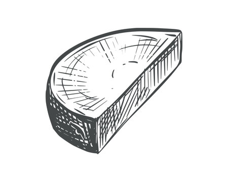 Sweet potato sketch. Vector illustration of the vegetable. A piece of unpeeled batat lies on a table. Hand drawn, imitating an engraving. Outline drawing of a yam, done in ink. Line drawing.