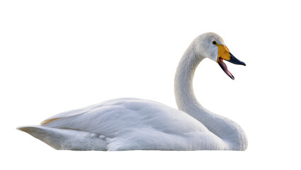 Obraz premium Elegant adult swan displaying open beak, showing yellow bill and throat feathers