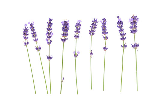 Lavender flowers arranged on a white background are captured from above. Lavender flowers isolated on white top view.