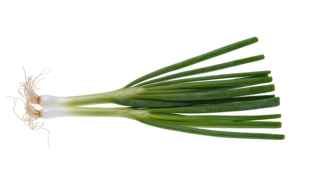 Fresh green scallion bulb, displaying long slender stalks and visible roots