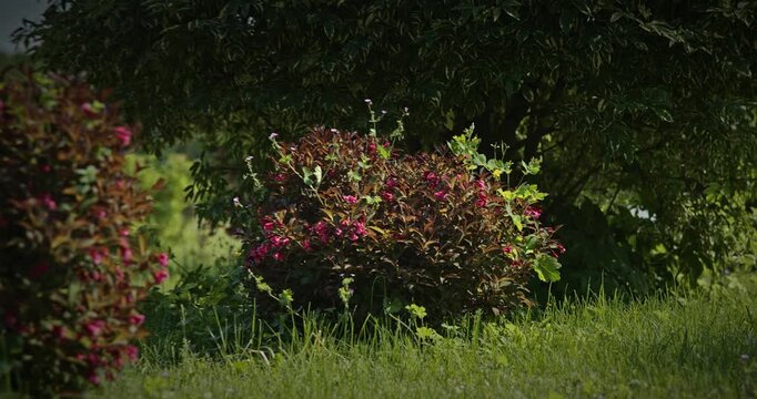 Blooming Weigela Florida Shrubs With Dark Leaves and Pink Flowers