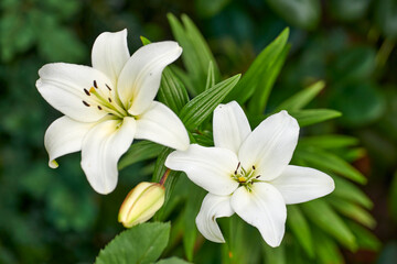 Obraz premium Botanical, springtime or lily in nature with growth, pollinator or floral structure in ecology. Bokeh, space or flower outdoor with development, park environment or plant blooming in gardening.