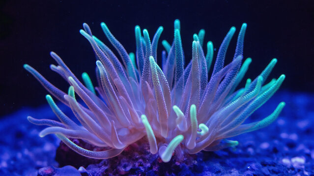 Soft coral polyps close up underwater with smooth organic shapes and delicate marine texture in calm natural environment
