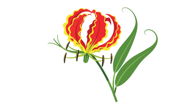 Gloriosa Superba Flame Lily Flower Illustration