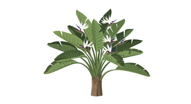 Illustration of a Giant White Bird of Paradise Plant