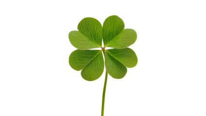 Vibrant four leaf clover displaying exceptional luck, showcasing delicate green foliage and stem © Friedrich