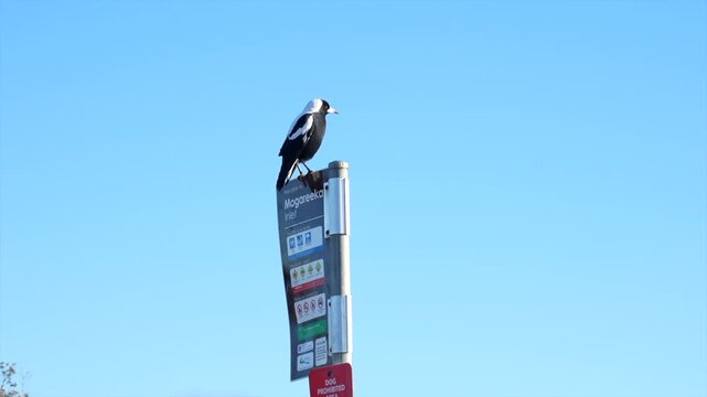 Magpie perched on beach information sign against clear sky, Tathra, New South Wales, Australia.