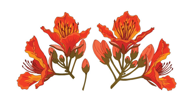 Beautiful Red Royal Poinciana Flowers Illustration