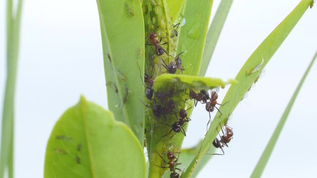 Drop-tail ants protecting and farming aphids to harvest sugar-rich secretions. tending and milking honeydew