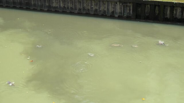 Invasive Suckermouth Catfish In The Klang River Waterways In Kuala Lumpur, Malaysia. High Angle Shot