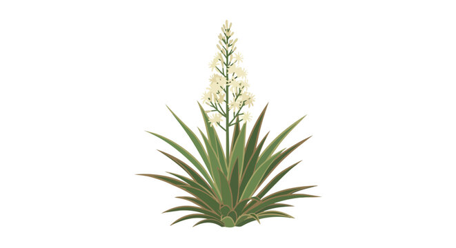 Yucca Plant with White Flowers Isolated on White Background