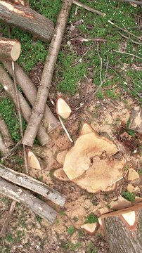 High angle top down shot of a fresh tree stump surrounded by cut logs and sawdust on the forest floor. Ideal for environmental, logging, and deforestation concepts.