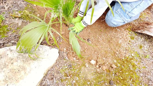 Palm tree successfully planted in a garden setting in 4K, showing the gardener pushing the soil around the tree. Ideal for growth, nature, gardening, and outdoor lifestyle concepts.