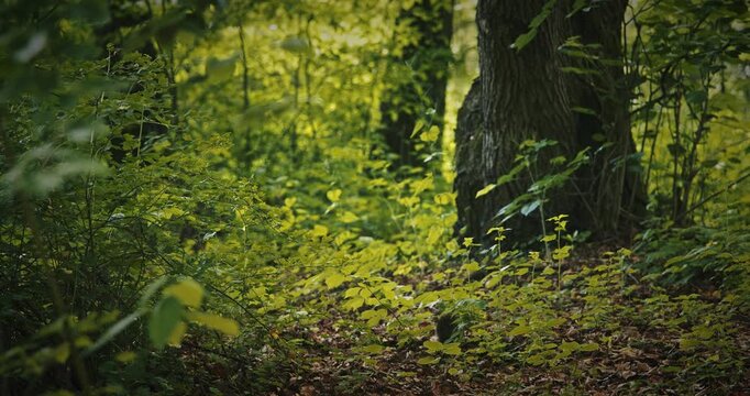 Cute wild hedgehog searching for food among young spring leaves trees in a green forest. Low angle view of the prickly animal exploring the woodland environment near a small plant