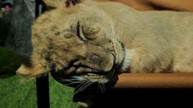 Close-up footage of a 3-month-old female lion cub peacefully sleeping on a bench under warm natural lighting in Thailand. The young lion rests calmly, with gentle breathing visible, showcasing seren