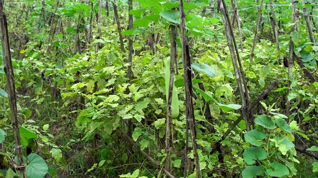 Panning video of intercropping agriculture in Indonesia, showcasing purple eggplants, Solanum melongena, and bottle gourds, Lagenaria siceraria, growing together on bamboo stakes.