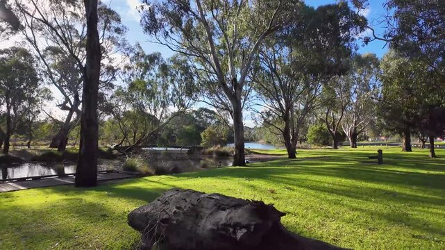 Sunny parkland with large eucalyptus trees and open grassy areas in Balyang Sanctuary, Geelong, Australia, beside calm water. Natural reserve, native landscape, relaxation, and outdoor recreation.