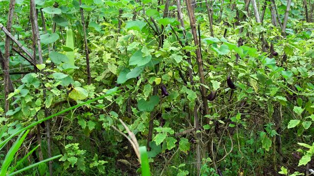 Panning close-up of intercropping agriculture in Indonesia, featuring purple eggplants (Solanum melongena) and bottle gourds (Lagenaria siceraria) growing together on bamboo trellises.