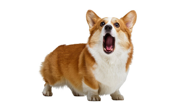 Fluffy brown Corgi dog with erect ears, mouth open in a wide yawn