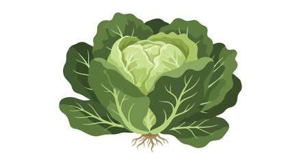 Obraz premium Fresh Green Cabbage Vegetable Illustration