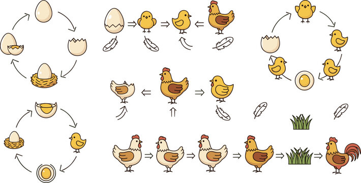 Chicken life cycle stages from egg to hen educational farming diagram vector illustration set isolated design