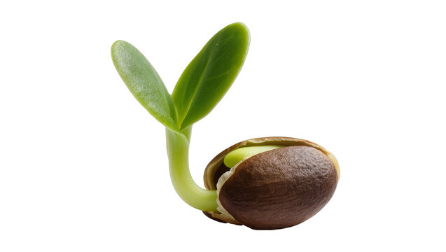 Sprouted bean seed, revealing pale green shoot emerging from brown shell