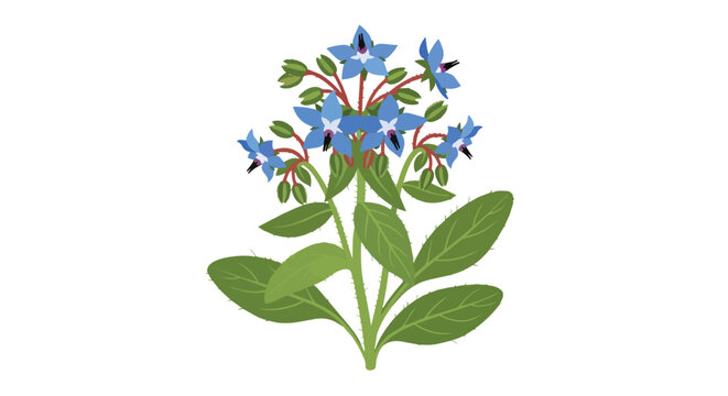Illustration of Borage Plant with Blue Star-Shaped Flowers and Green Leaves