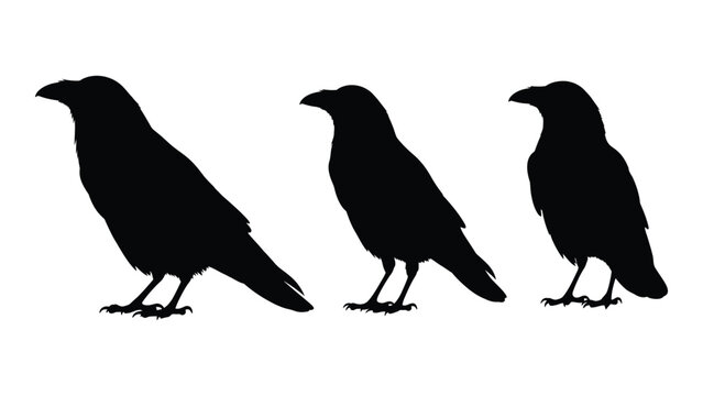 Silhouettes of three crows perched side by side against a white background