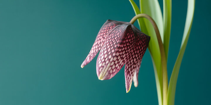 Fritillaria imperialis flower with green leaves on teal background