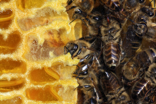 Honeybees, Apis mellifera store honey in cells of a honeycomb, cross section of a honeycomb in a hive