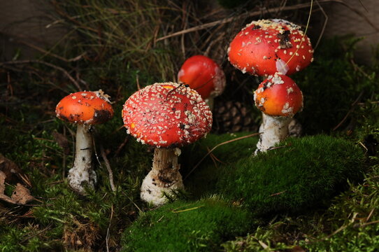 Fly Agaric Mushrooms Growing in Mossy Forest