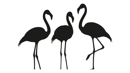 Three elegant flamingo silhouettes stand closely together on slender legs © Payara