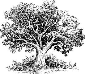 Detailed black and white ink of a large, tree with intricate branches and dense foliage a white background © AbuTaha