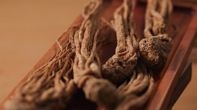 360-degree rotating video of dried angelica root placed on a wooden tray. Close-up reveals natural shape, fibrous texture, and earthy surface