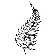 Fototapeta premium Fern Frond Leaf Vector Illustration Hand Drawn Line Art, Tropical Palm Branch Botanical Sketch, Black and White Jungle Foliage Outline Drawing, Vintage Organic Nature Element for Design and Coloring