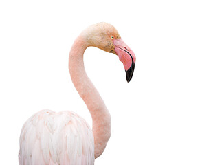 Flamant rose (Phoenicopterus roseus) détouré, portrait de profil d’un oiseau échassier isolé, gros plan sur la tête, le bec et le plumage © Colombe Delons