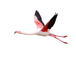 Flamant rose (Phoenicopterus roseus) en vol détouré, oiseau échassier isolé ailes déployées, silhouette dynamique et plumage coloré © Colombe Delons