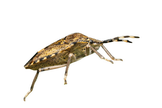 Punaise (Pentatomidae sp.) d&eacute;tour&eacute;e en macro, insecte isol&eacute; avec corps en forme de bouclier et antennes visibles
