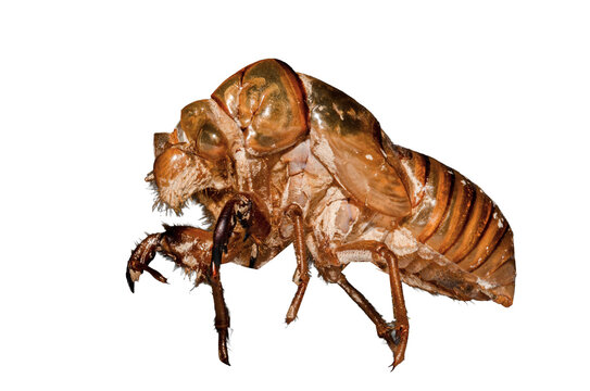 Exuvie de cigale (Cicadidae sp.) d&eacute;tour&eacute;e en macro, mue d&rsquo;insecte isol&eacute;e avec d&eacute;tails du corps et des pattes