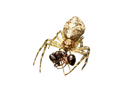 Tmarus piger (Thomisidae), araign&eacute;e-crabe pr&eacute;datrice capturant une fourmi, macro naturaliste isol&eacute;e sur fond noir