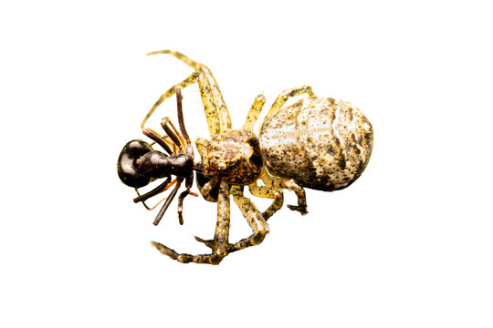 Tmarus piger (Thomisidae), araign&eacute;e-crabe pr&eacute;datrice capturant une fourmi, macro naturaliste isol&eacute;e sur fond noir