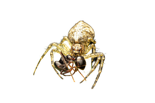 Tmarus piger (Thomisidae), araign&eacute;e-crabe pr&eacute;datrice capturant une fourmi, macro naturaliste isol&eacute;e sur fond noir