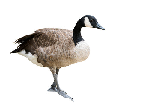 Bernache du Canada (Branta canadensis, Anatidae) en pied isol&eacute;e, oiseau aquatique au plumage brun et cou noir caract&eacute;ristique