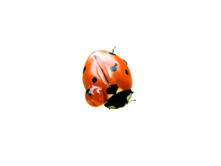 Fototapeta premium Coccinelle à sept points (Coccinella septempunctata, Coccinellidae) en macro isolée, coléoptère rouge à points noirs