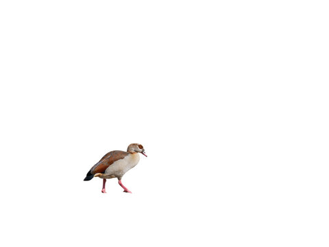 Ouette d&rsquo;&Eacute;gypte (Alopochen aegyptiaca) marchant, oiseau aquatique exotique introduit en Europe