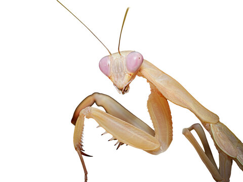 Mante religieuse (Mantodea) en macro, portrait rapproch&eacute; d&rsquo;un insecte pr&eacute;dateur aux pattes ravisseuses