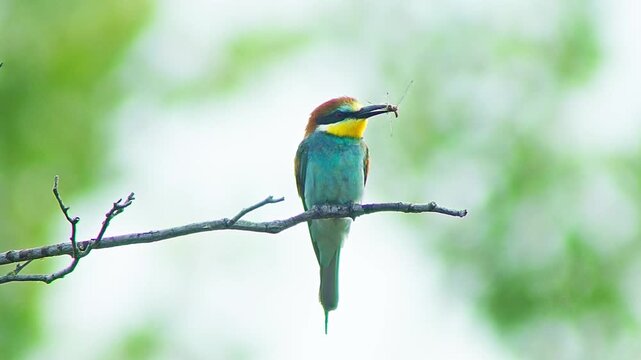 Bee-eater presenting a courtship gift to its mate on a sunny summer morning