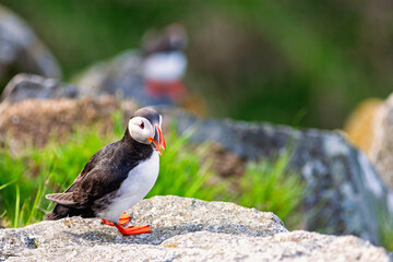 Fototapeta premium Atlantic puffin sitting on a cliff a sunny summer day