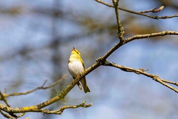 Fototapeta premium Singing Wood Warbler in the spring