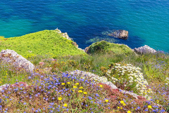 Wild flowers blooming on rocks by the sea